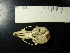  (Scapteromys sp - UNL-LZ20)  @11 [ ] Unspecified (default): All Rights Reserved  Unspecified Unspecified