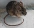  (Phyllotis cf. xanthopygus - UNSL-ACO5)  @11 [ ] Unspecified (default): All Rights Reserved  Unspecified Unspecified