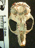  (Euneomys mordax - CMI AN36)  @11 [ ] Unspecified (default): All Rights Reserved  Unspecified Unspecified