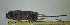  (Phyllotis xanthopygus - CMI AN34)  @13 [ ] Unspecified (default): All Rights Reserved  Unspecified Unspecified