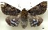  ( - NIAES-LEPIDO 1448)  @14 [ ] CreativeCommons - Attribution (2018) Daisuke Watabiki & Shin-ichi Yoshimatsu National Agriculture and Food Research Organization, Institute for Agro-Environmental Sciences