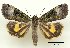  (Xestia efflorescens - NIAES-LEPIDO 1664)  @11 [ ] CreativeCommons - Attribution (2018) Daisuke Watabiki & Shin-ichi Yoshimatsu National Agriculture and Food Research Organization, Institute for Agro-Environmental Sciences