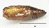  ( - NIAES-LEPIDO 1980)  @11 [ ] CreativeCommons - Attribution (2018) Daisuke Watabiki & Shin-ichi Yoshimatsu National Agriculture and Food Research Organization, Institute for Agro-Environmental Sciences
