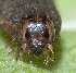  ( - NIAES-LEPIDO 1980)  @11 [ ] CreativeCommons - Attribution (2018) Daisuke Watabiki & Shin-ichi Yoshimatsu National Agriculture and Food Research Organization, Institute for Agro-Environmental Sciences