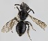  (Andrena cf. niveata - GIU9_APCUL)  @11 [ ] (by-nc-nd) (2025) Unspecified Università degli Studi Roma Tre