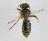  (Andrena cf. clypella - B12_APCUL)  @11 [ ] (by-nc-nd) (2025) Unspecified Università degli Studi Roma Tre