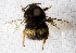  (Bombus terrestris - DA1_APCUL)  @11 [ ] (by-nc-nd) (2025) Unspecified Università degli Studi Roma Tre
