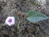  ( - AQV_3)  @11 [ ] Copyright (2013) PHCDBS Paul Hebert Center for DNA Barcoding and Biodiversity Studies