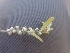  ( - AQR_3)  @11 [ ] Copyright (2013) PHCDBS Paul Hebert Center for DNA Barcoding and Biodiversity Studies