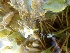 ( - AW_18)  @11 [ ] Copyright (2014) PHCDBS Paul Hebert Centre For DNA Barcoding And Biodiversity Studies