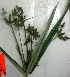  ( - AQA_3)  @11 [ ] Copyright (2014) PHCDBS Paul Hebert Centre For DNA Barcoding And Biodiversity Studies