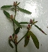  (Alternanthera philoxeroides - AQN34)  @11 [ ] Copyright (2014) PHCDBS Paul Hebert Centre For DNA Barcoding And Biodiversity Studies