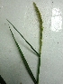  ( - AQ184)  @11 [ ] Copyright (2014) PHCDBS Paul Hebert Centre For DNA Barcoding And Biodiversity Studies