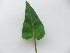  (Ipomoea aquatica - AQN_7)  @11 [ ] Copyright (2013) PHCDBS Paul Hebert Center for DNA Barcoding and Biodiversity Studies