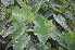  ( - AW_2)  @11 [ ] Copyright (2013) PHCDBS Paul Hebert Center for DNA Barcoding and Biodiversity Studies