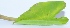  (Colocasia - AQN_19)  @11 [ ] Copyright (2013) PHCDBS Paul Hebert Center for DNA Barcoding and Biodiversity Studies