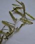  ( - AQPR2)  @11 [ ] Copyright (2013) PHCDBS Paul Hebert Center for DNA Barcoding and Biodiversity Studies