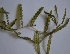  ( - AQPR1)  @11 [ ] Copyright (2013) PHCDBS Paul Hebert Center for DNA Barcoding and Biodiversity Studies