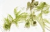  ( - AQS_5)  @11 [ ] Copyright (2013) PHCDBS Paul Hebert Center for DNA Barcoding and Biodiversity Studies