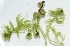  ( - AQS_5)  @11 [ ] Copyright (2013) PHCDBS Paul Hebert Center for DNA Barcoding and Biodiversity Studies