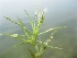 (Hydrocharitaceae - AQP_5)  @11 [ ] Copyright (2013) PHCDBS Paul Hebert Center for DNA Barcoding and Biodiversity Studies