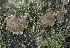  (Propolis rubella - SNMM21_5)  @11 [ ] CreativeCommons  Attribution Non-Commercial Share-Alike (2019) Adam Polhorsky Slovak National Museum-Natural History Museum