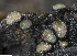  ( - SNMM25_3)  @11 [ ] CreativeCommons  Attribution Non-Commercial Share-Alike (2019) Adam Polhorsky Slovak National Museum-Natural History Museum