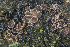  (Unguiculariopsis - SNMM32_6)  @11 [ ] by-nc-sa (2019) A. Polhorsky Slovak National Museum-Natural History Museum