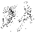  (Apsiphortica sinuceps - DIP110851)  @11 [ ] Copyright (2018) Hong-Wei Chen South China Agricultural University, Department of Entomology