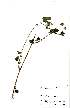  ( - OM0889)  @11 [ ] No Rights Reserved  Unspecified Unspecified