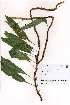  (Microgramma mauritiana - OM3664)  @11 [ ] No Rights Reserved  Unspecified Unspecified