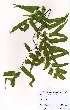  (Lygodium microphyllum - OM3705)  @11 [ ] No Rights Reserved  Unspecified Unspecified