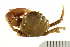  (Mithraculus forceps - AINV-072)  @14 [ ] CreativeCommons - Attribution (2012) CBG Photography Group Centre for Biodiversity Genomics