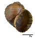  (Pomacea canaliculata - SG_APC001)  @11 [ ] CreativeCommons - Attribution Non-Commercial Share-Alike (2016) Ting Hui NG National University of Singapore