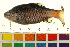  ( - BOX-3188 F04)  @14 [ ] CreativeCommons - Attribution (2011) CBG Photography Group Centre for Biodiversity Genomics