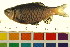  ( - BOX-3188 F05)  @14 [ ] CreativeCommons - Attribution (2011) CBG Photography Group Centre for Biodiversity Genomics
