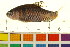  ( - BOX-3188 G10)  @12 [ ] CreativeCommons - Attribution (2011) CBG Photography Group Centre for Biodiversity Genomics