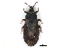  (Neuroctenus hyalinipennis - BIOUG02096-E06)  @14 [ ] CreativeCommons - Attribution (2012) CBG Photography Group Centre for Biodiversity Genomics