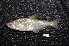  ( - ARAZ263)  @11 [ ] by-nc-sa (2022) Nicolas Hubert IRD
