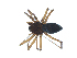  (Thaleria leechi - BIOUG07165-A04)  @11 [ ] CreativeCommons - Attribution (2013) G. Blagoev Centre for Biodiversity Genomics