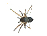  ( - BIOUG07165-C09)  @13 [ ] CreativeCommons - Attribution (2013) G. Blagoev Centre for Biodiversity Genomics