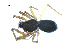  ( - BIOUG07167-F12)  @12 [ ] CreativeCommons - Attribution (2013) G. Blagoev Centre for Biodiversity Genomics