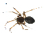  ( - BIOUG07168-A10)  @13 [ ] CreativeCommons - Attribution (2013) G. Blagoev Centre for Biodiversity Genomics