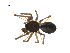 ( - BIOUG07168-A11)  @13 [ ] CreativeCommons - Attribution (2013) G. Blagoev Centre for Biodiversity Genomics