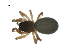  ( - BIOUG07168-H04)  @12 [ ] CreativeCommons - Attribution (2013) G. Blagoev Centre for Biodiversity Genomics