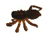  ( - BIOUG12605-H01)  @13 [ ] CreativeCommons - Attribution (2014) G. Blagoev Centre for Biodiversity Genomics