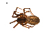  ( - BIOUG12610-B01)  @13 [ ] CreativeCommons - Attribution (2014) G. Blagoev Centre for Biodiversity Genomics