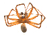  ( - BIOUG14290-G10)  @13 [ ] CreativeCommons - Attribution (2014) G. Blagoev Centre for Biodiversity Genomics