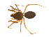  ( - BIOUG14291-D08)  @11 [ ] CreativeCommons - Attribution (2014) G. Blagoev Centre for Biodiversity Genomics