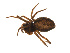  ( - BIOUG14292-G09)  @12 [ ] CreativeCommons - Attribution (2014) G. Blagoev Centre for Biodiversity Genomics